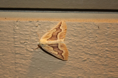 Sabulodes edwardsata