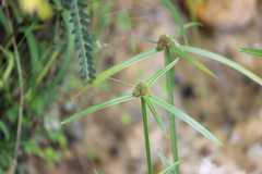 Cyperus aromaticus