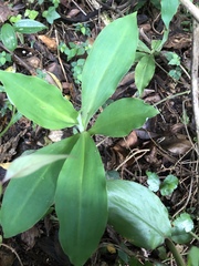 Habenaria pantlingiana