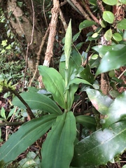 Habenaria pantlingiana