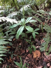 Habenaria pantlingiana