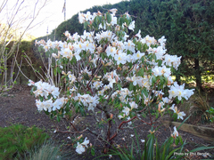 Rhododendron cubittii