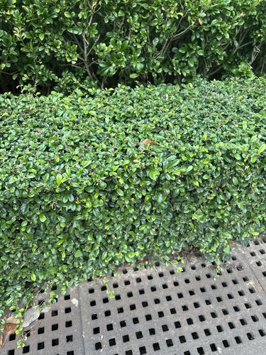Ehretia microphylla iNat (2)