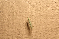 Chrysopa coloradensis