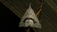 Dichromodes euscia