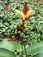 Heliconia psittacorum