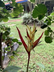 Heliconia psittacorum