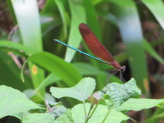 Calopteryx cornelia