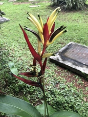 Heliconia psittacorum