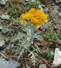 Jacobaea incana