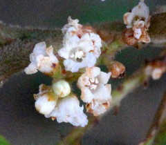 Primulaceae