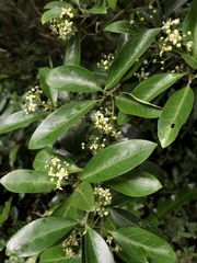 Euonymus spraguei