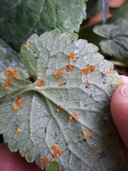 Coleosporium campanulae