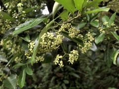 Euonymus spraguei