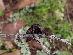 Megetra