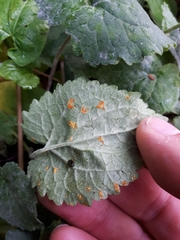 Coleosporium campanulae