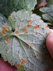 Coleosporium campanulae