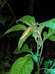 Takydromus septentrionalis