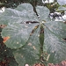 Horse-Chestnut Powdery Mildew - Photo (c) Juha Tuomola, some rights reserved (CC BY-NC), uploaded by Juha Tuomola