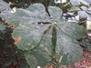 Horse-Chestnut Powdery Mildew - Photo (c) Juha Tuomola, some rights reserved (CC BY-NC), uploaded by Juha Tuomola