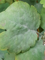 Erysiphe macleayae