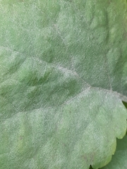 Erysiphe macleayae
