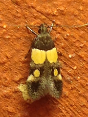 Triclonella determinatella