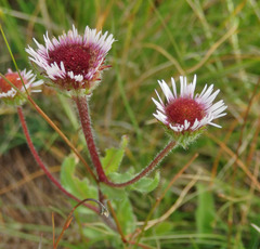 Erigeron alpinus