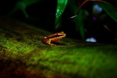 Indosylvirana aurantiaca