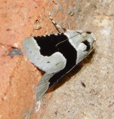 Stemmatophora chloralis