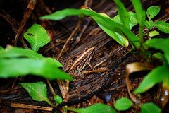 Minervarya syhadrensis