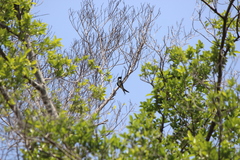 Hemiprocne longipennis