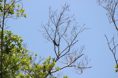 Hemiprocne longipennis