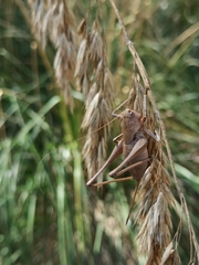Thyreonotus corsicus