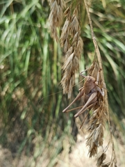Thyreonotus corsicus