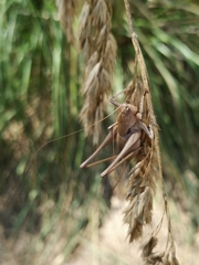 Thyreonotus corsicus