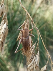 Thyreonotus corsicus