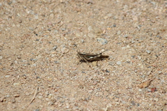 Aiolopus thalassinus tamulus