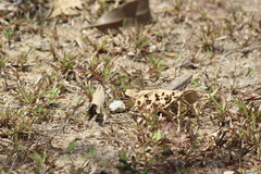 Junonia orithya wallacei