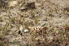Junonia orithya wallacei