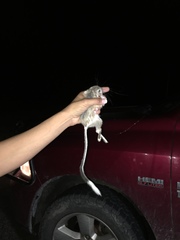 Dipodomys spectabilis