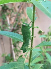 Anacridium aegyptium