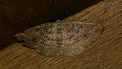Casbia crataea
