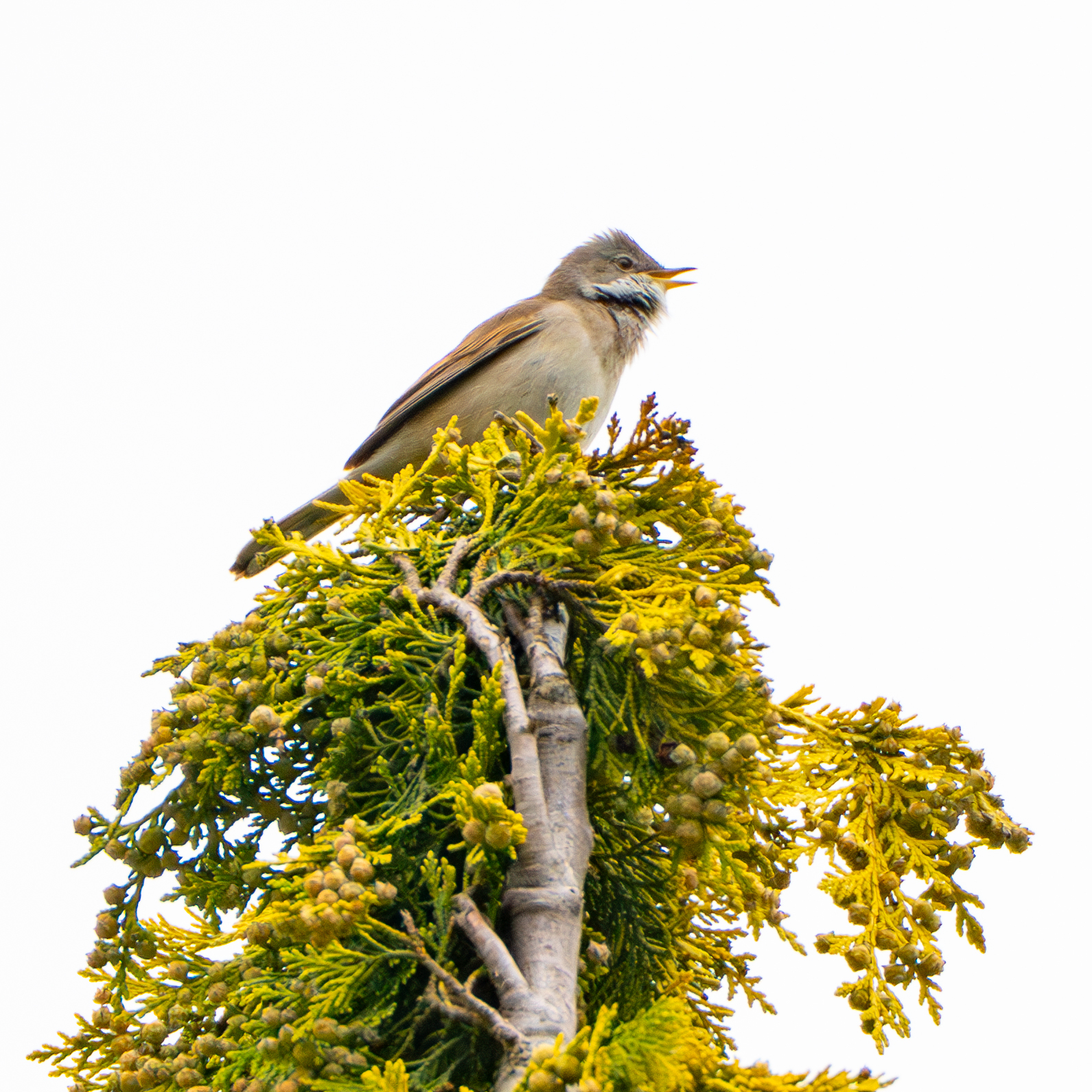 Common Whitethroat
