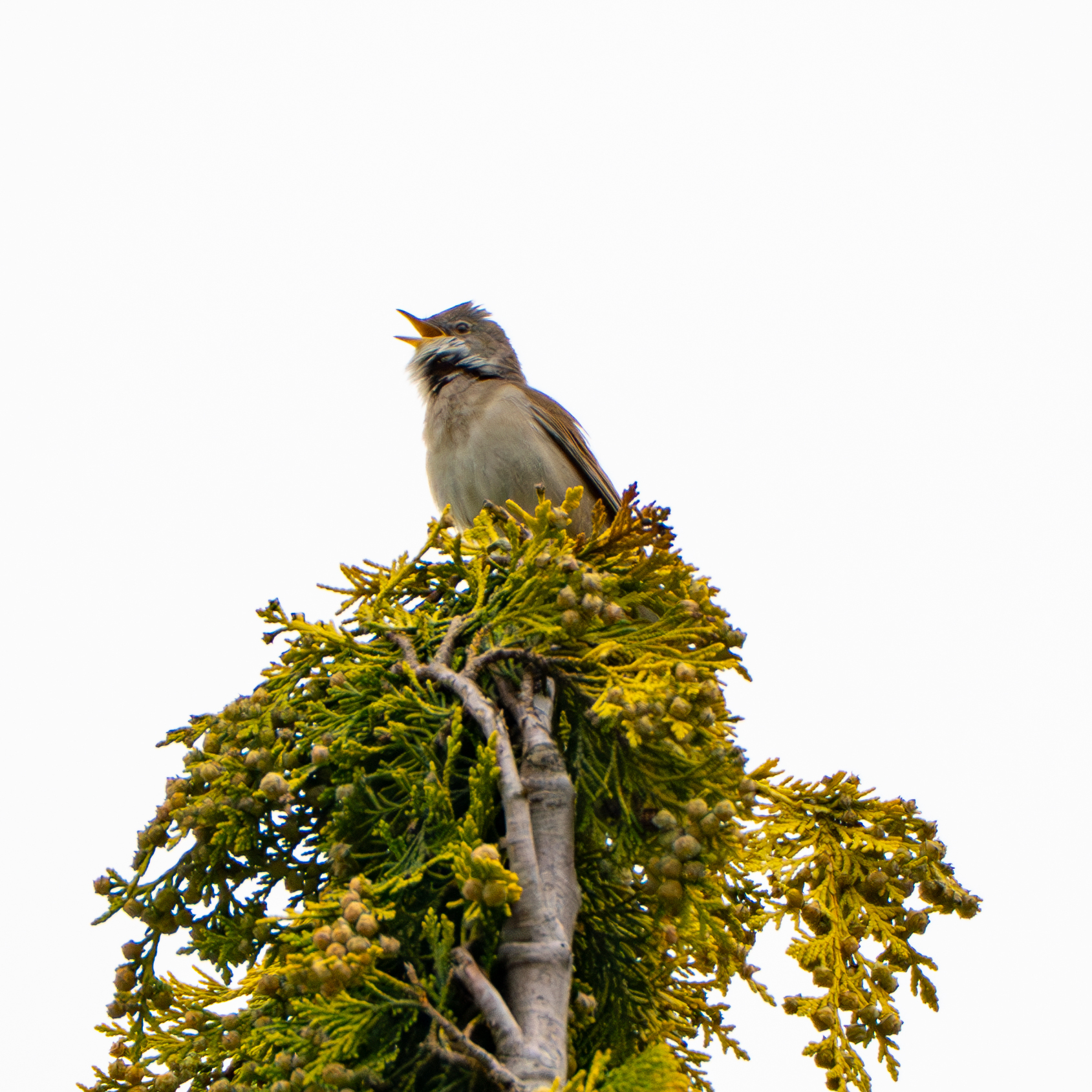 Common Whitethroat