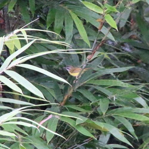 Yellow-bellied Warbler (Abroscopus superciliaris), photo 10