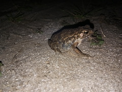 Ingerophrynus biporcatus