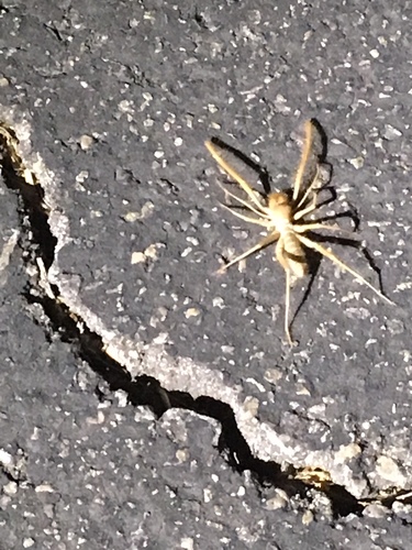 iNaturalist observation photo of Solifuges