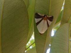 Eulepidotis rectimargo