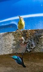 Purple Sunbird photo 6
